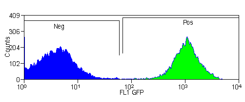 FL1 GFP