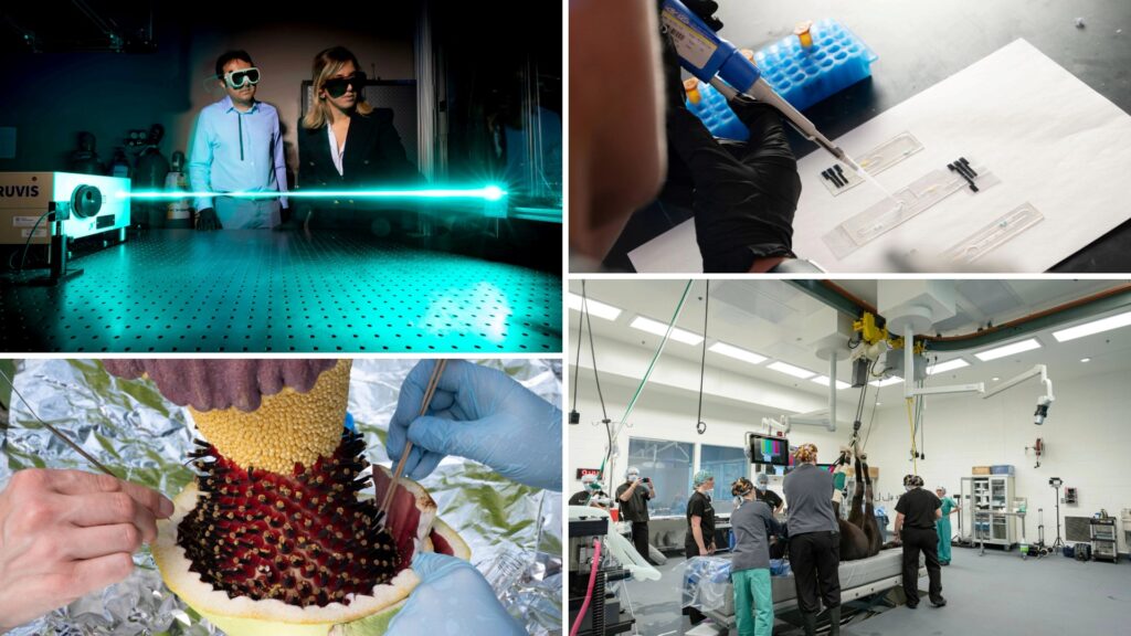 Collage of four images: scientists with lasers, lab work, a pineapple being cut, and a medical team in action.